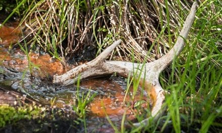 The Science Behind Why Deer Shed Their Antlers