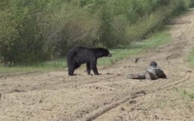 This Black Bear Hunt Presents Wildly Close Encounter