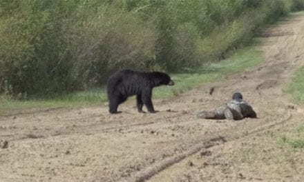 This Black Bear Hunt Presents Wildly Close Encounter