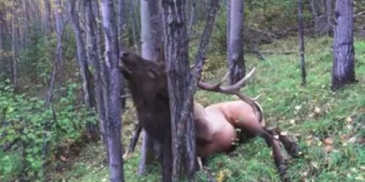 Tree Stops Heart-Shot Bull Elk Right in Its Tracks