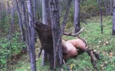 Tree Stops Heart-Shot Bull Elk Right in Its Tracks