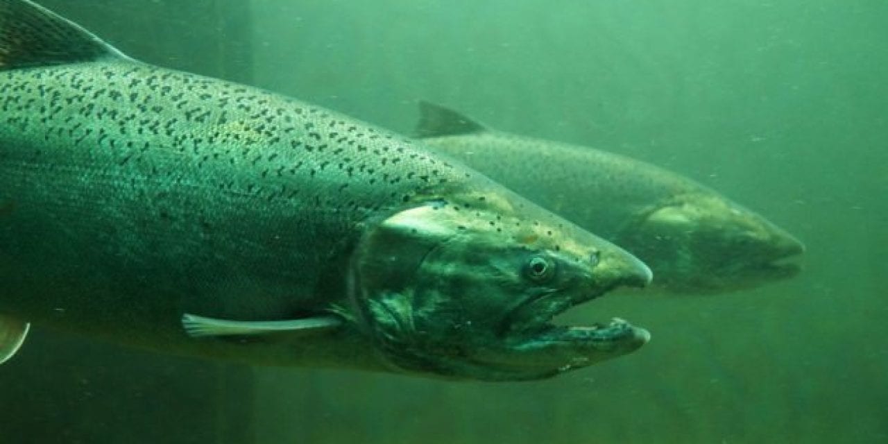 You Can Go Snorkeling With Salmon in British Columbia