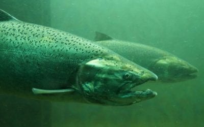 You Can Go Snorkeling With Salmon in British Columbia