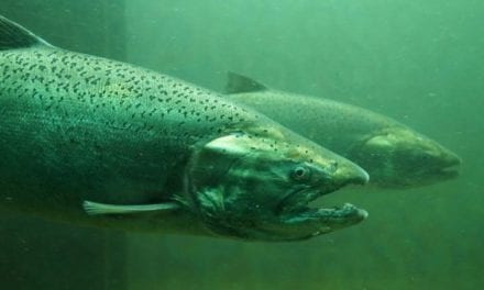 You Can Go Snorkeling With Salmon in British Columbia