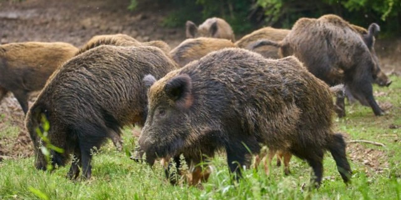 5 Times Hog Hunting Went Horribly Wrong