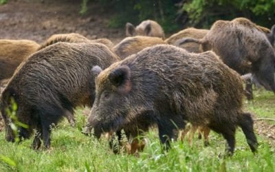 5 Times Hog Hunting Went Horribly Wrong