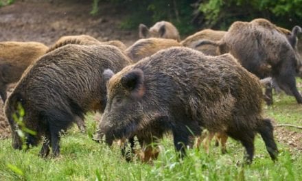 5 Times Hog Hunting Went Horribly Wrong