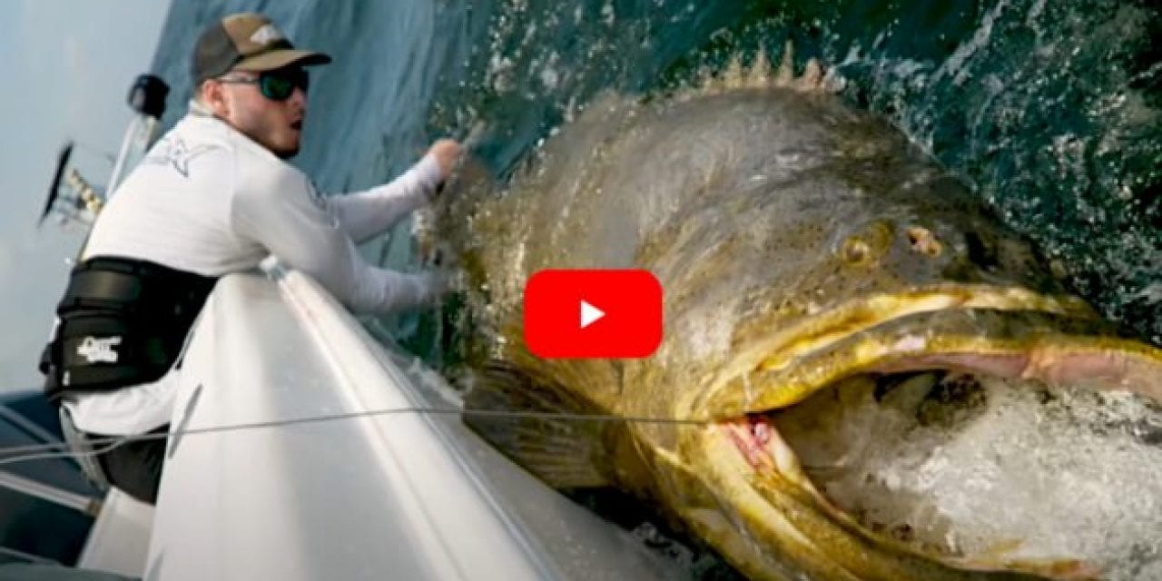 500+ Pound Goliath Grouper Pushes Determined Angler to the Limit