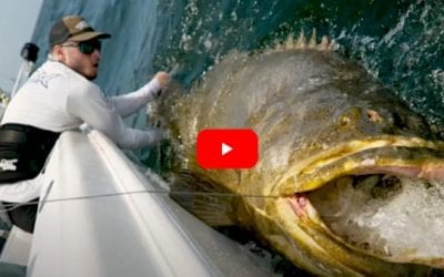 500+ Pound Goliath Grouper Pushes Determined Angler to the Limit