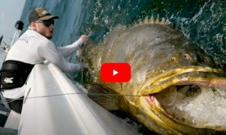 500+ Pound Goliath Grouper Pushes Determined Angler to the Limit