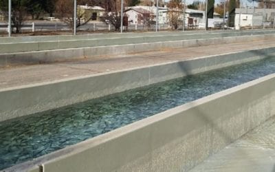 Bacterial Outbreak Kills Over 50,000 Fish at Multiple California Hatcheries