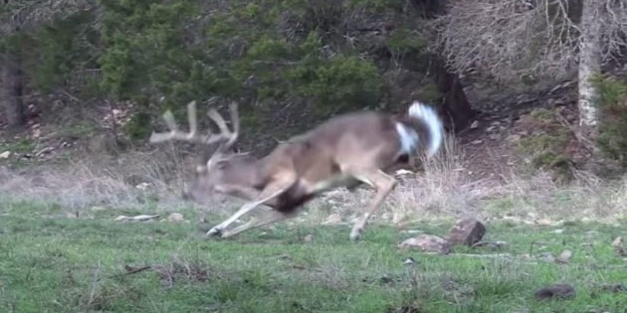 Broadhead Causes Deer to Bleed Out in a Matter of Seconds