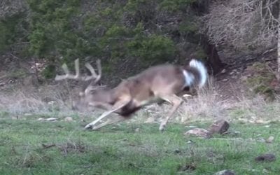 Broadhead Causes Deer to Bleed Out in a Matter of Seconds