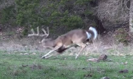 Broadhead Causes Deer to Bleed Out in a Matter of Seconds