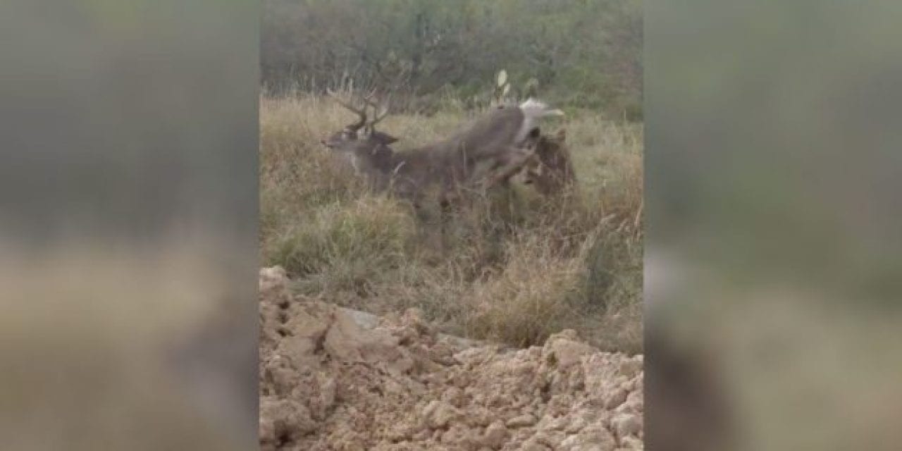 Buck Appears to Be Bedded, But is Actually Being Attacked By a Coyote