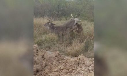 Buck Appears to Be Bedded, But is Actually Being Attacked By a Coyote
