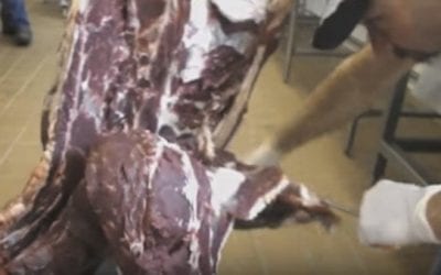 Butcher Can Bone Out a Deer in 6 Minutes