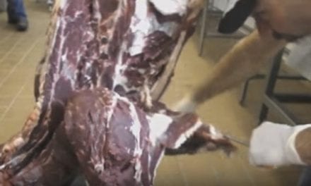 Butcher Can Bone Out a Deer in 6 Minutes
