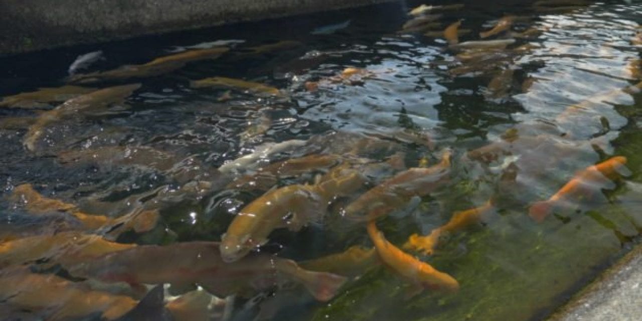 California Plans to Euthanize 3.2 Million Trout at Fish Hatcheries in Response to Outbreak