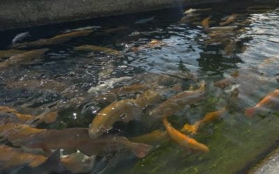 California Plans to Euthanize 3.2 Million Trout at Fish Hatcheries in Response to Outbreak