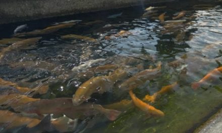 California Plans to Euthanize 3.2 Million Trout at Fish Hatcheries in Response to Outbreak