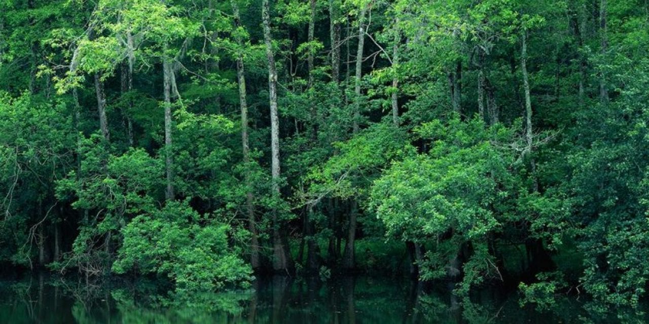 Congaree National Park