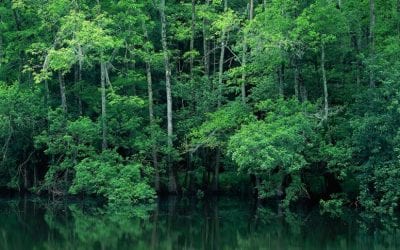 Congaree National Park