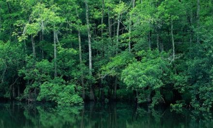 Congaree National Park