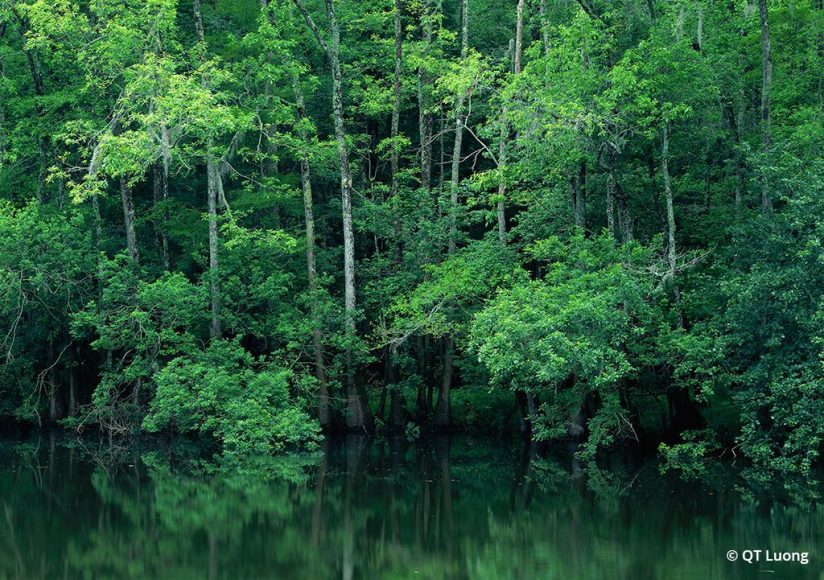 photo taken at Congaree National Park