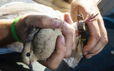 Dove Banding