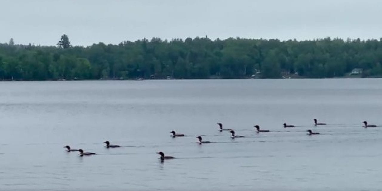 Eerie Chorus of 17 Loons Sings Together