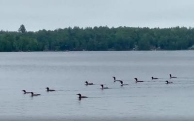 Eerie Chorus of 17 Loons Sings Together
