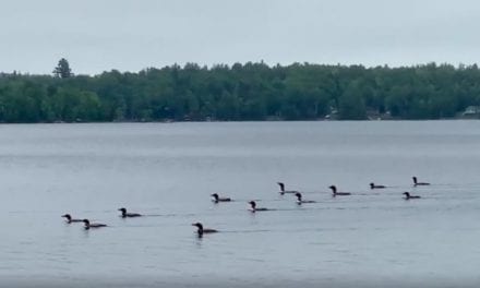 Eerie Chorus of 17 Loons Sings Together