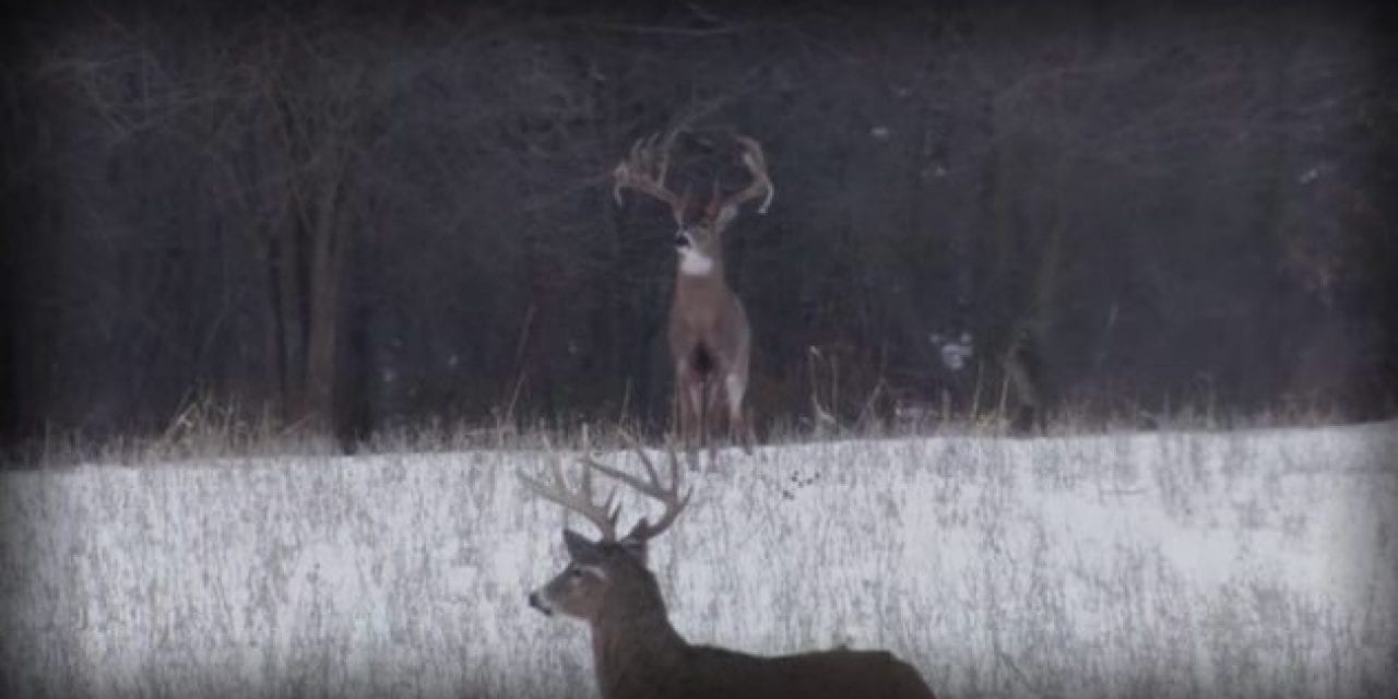 Flashback to When Drury Outdoors Crew Filmed the Largest Wild Buck Ever Caught on Camera