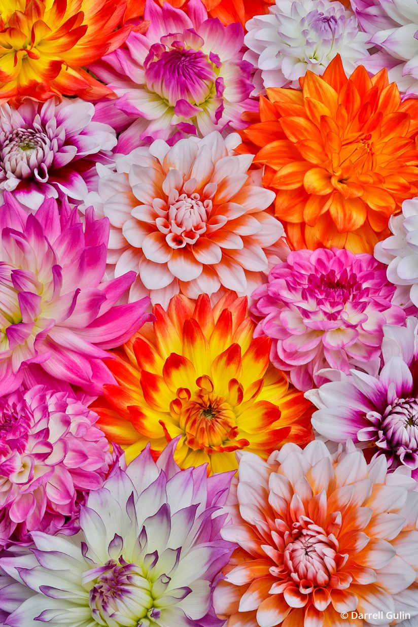 macro photo tips: floral design with multiple flowers