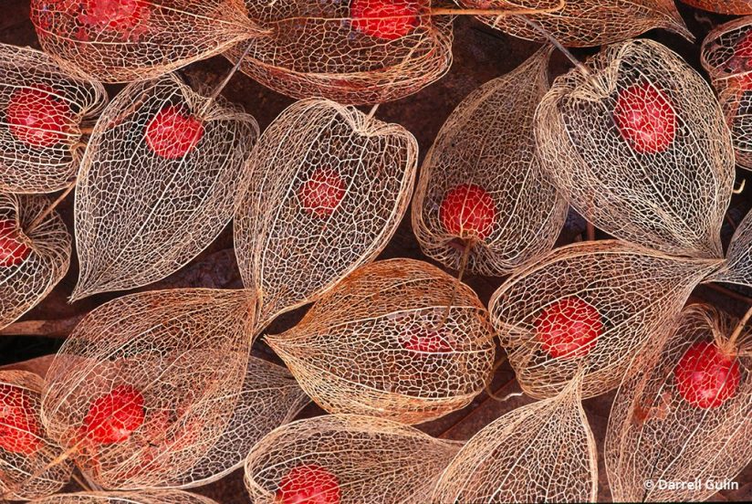 macro photo tips: image of Chinese lantern seeds