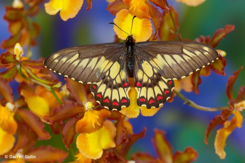 macro photo tips: image of tailless swallowtail butterfly 