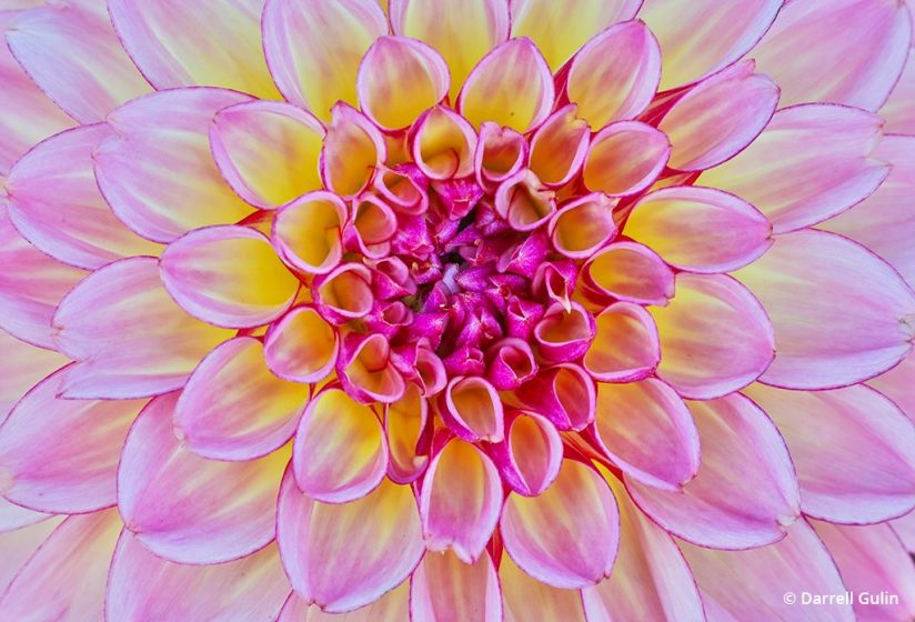 macro photo tips: dahlia close-up