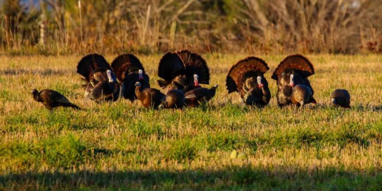 How to Create a Total Turkey Call Collection