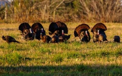 How to Create a Total Turkey Call Collection