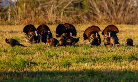 How to Create a Total Turkey Call Collection