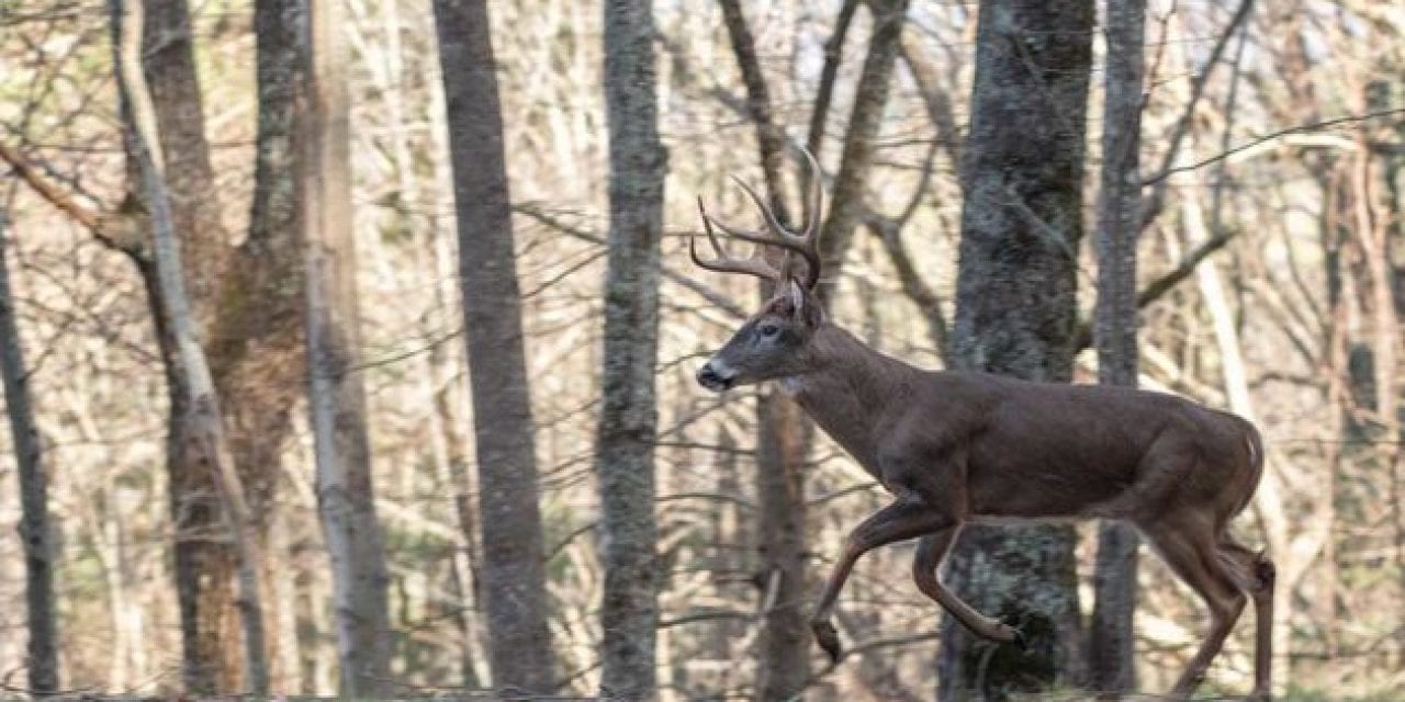 How to Create and Hunt a Deer Funnel