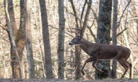 How to Create and Hunt a Deer Funnel