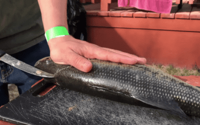 How to Fillet a Bass the Boneless Way