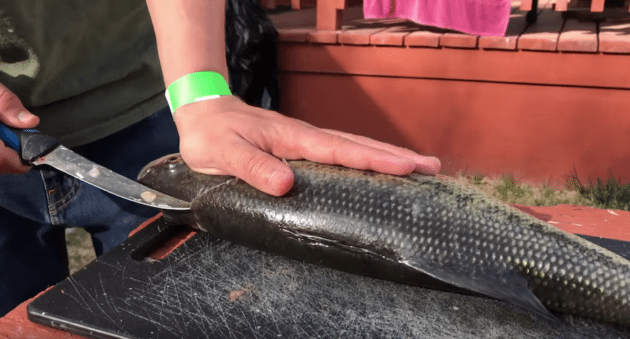 how to fillet a bass