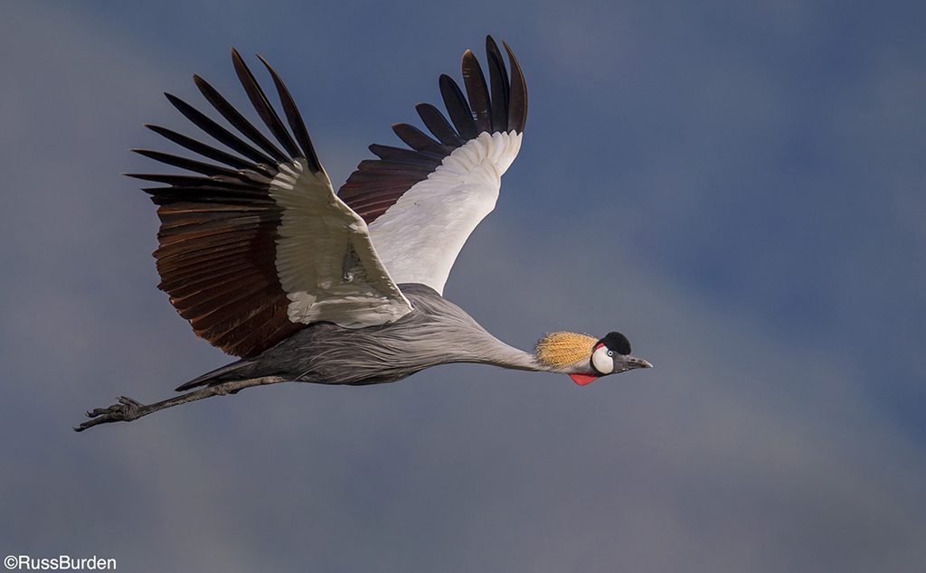 How To Get The Best Birds In Flight Photos