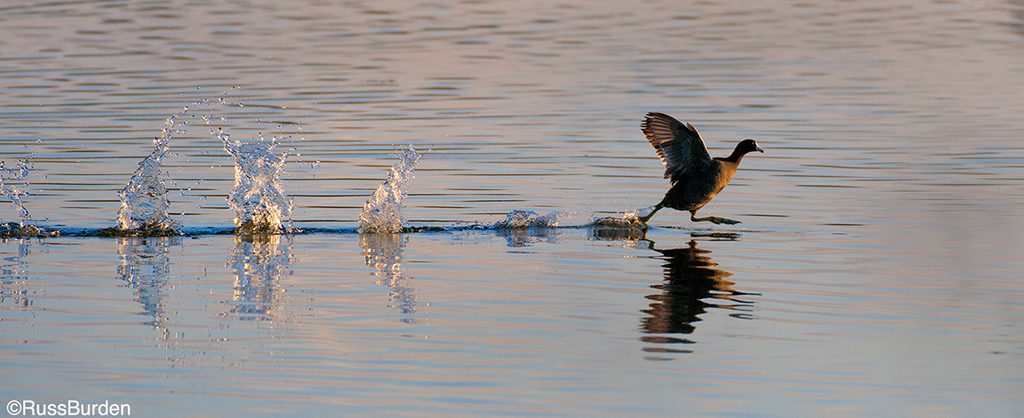 How To Get The Best Birds In Flight Photos