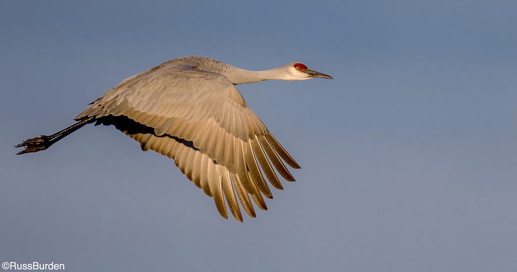 How To Get The Best Birds In Flight Photos