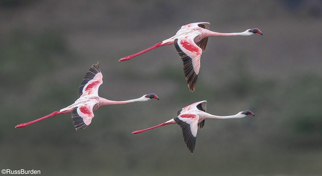 How To Get The Best Birds In Flight Photos