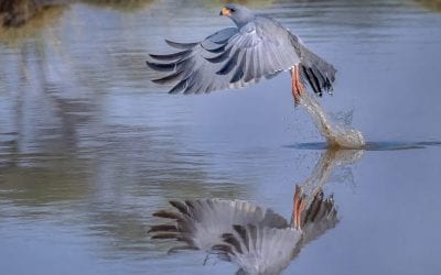 How To Get The Best Photos Of Birds In Flight